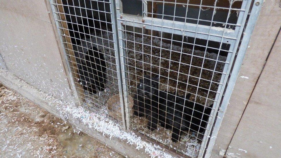 Dogs in cages on Margaret Davies farm