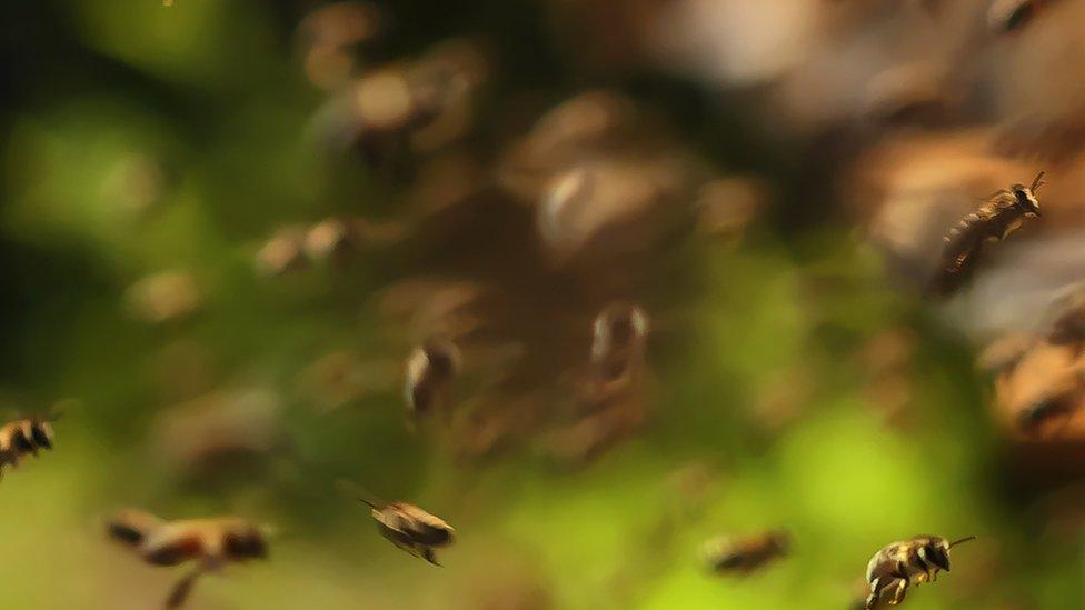 Bees making honey