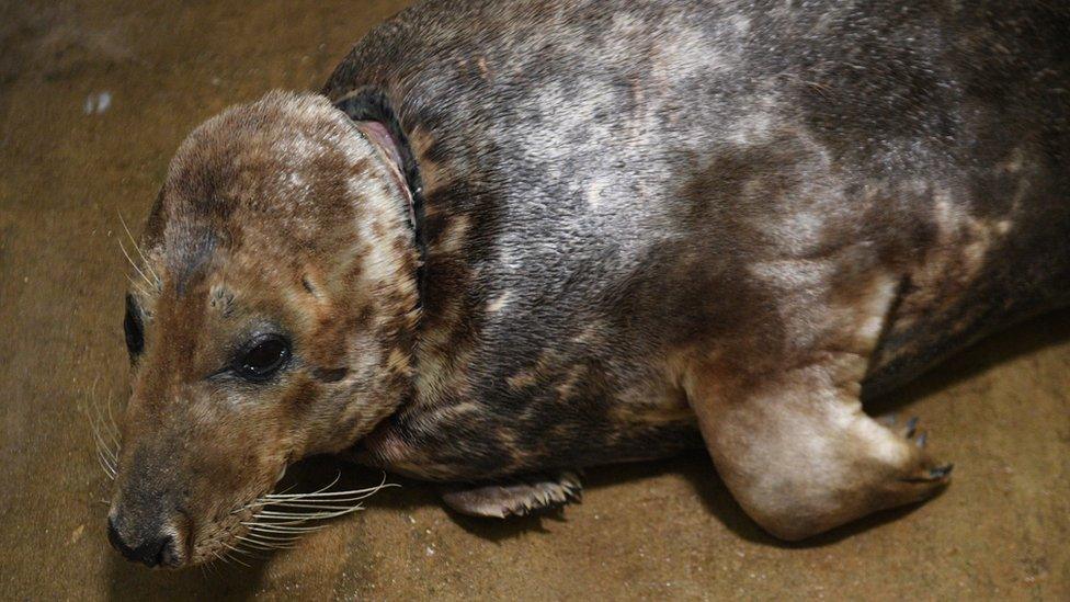 Sir David the adult male grey seal