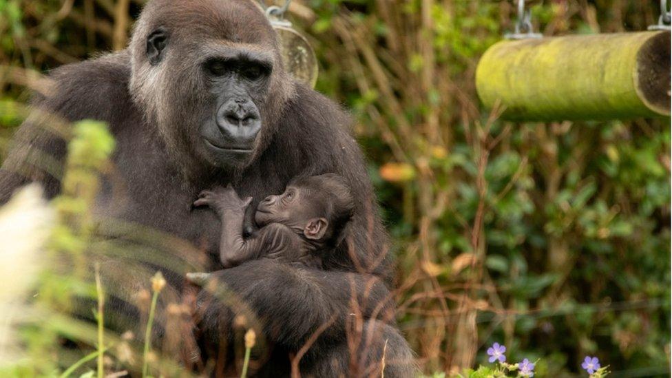 Baby gorilla Bristol Zoo