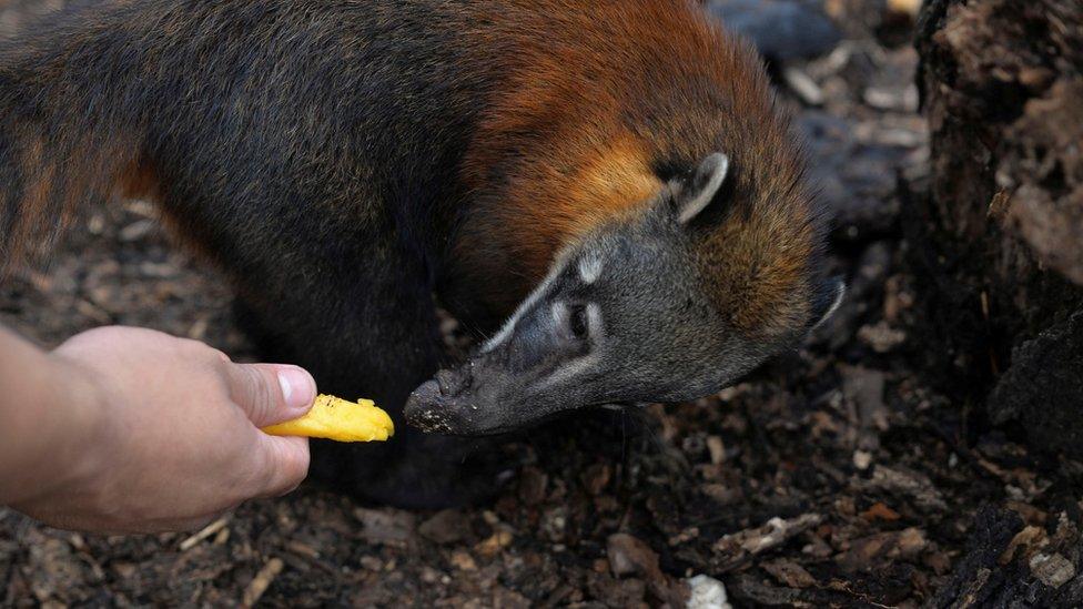 A local man offers an animal some mango