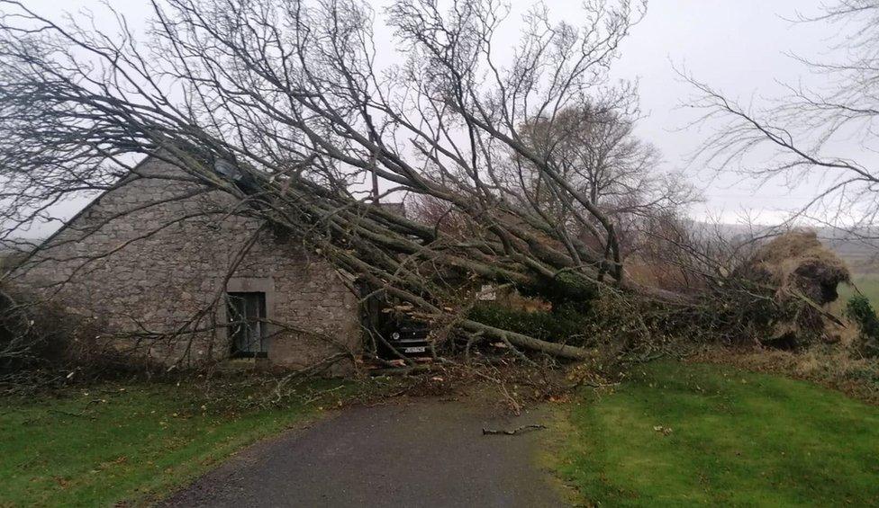 Fallen tree on shed