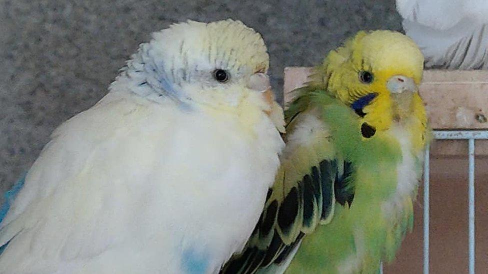 Two budgies