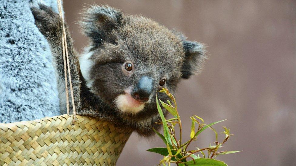 The koala at Longleat