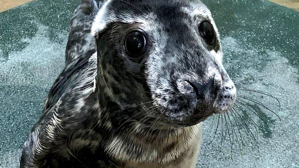 The seal pup at the East Winch Wildlife Centre