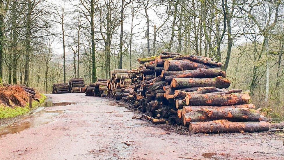 Piles of logs from fallen trees