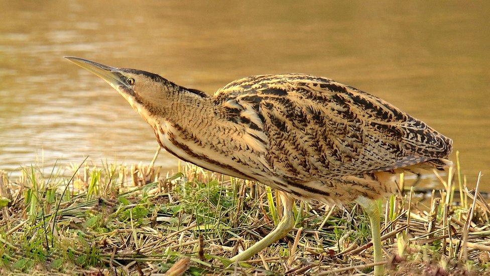 Bittern