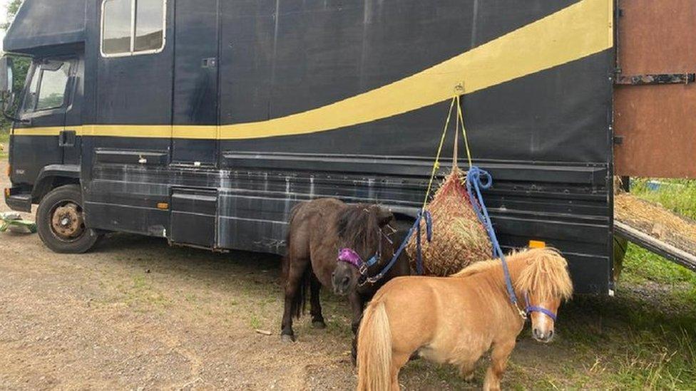 Two Shetland ponies and a horse box