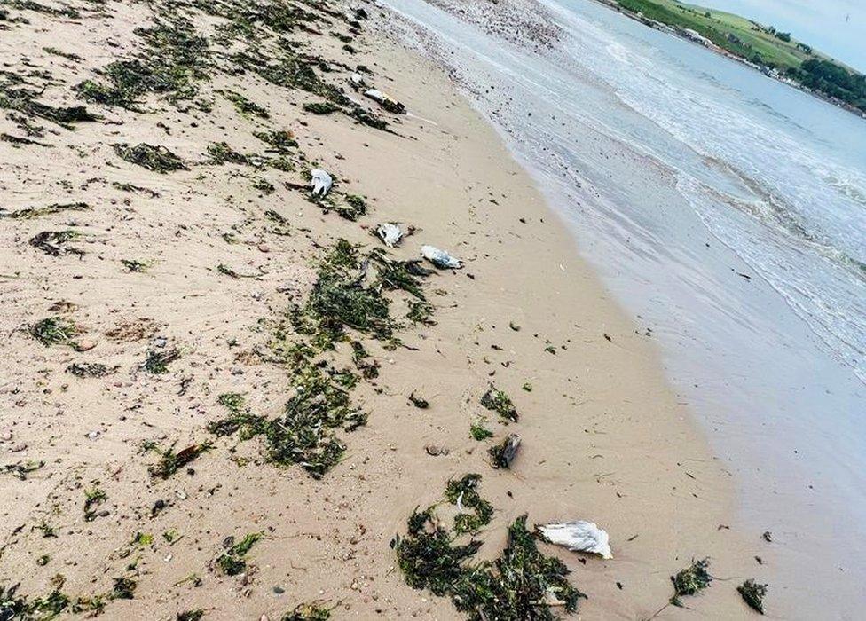 Birds on beach