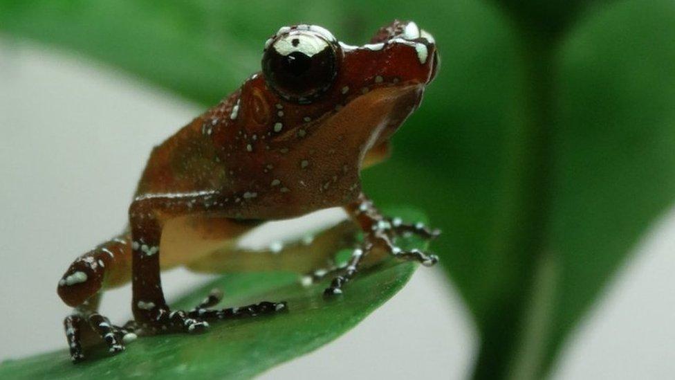 frog sat on a leaf