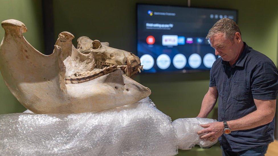 A man unwrapping on of the bone specimens