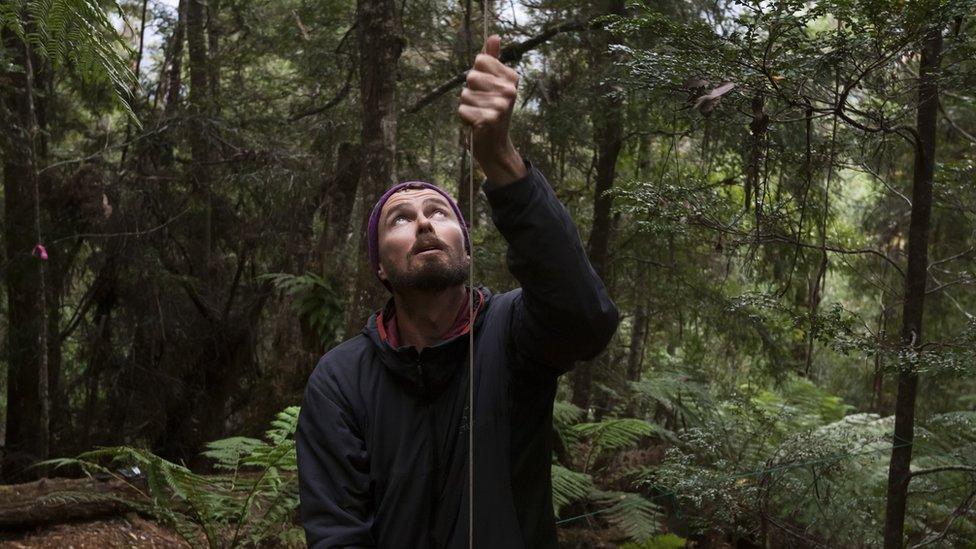 Photo of the world's tallest trees, the eucalyptus regnans