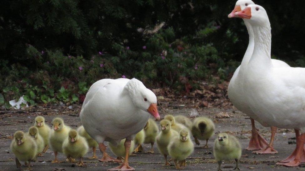 Goslings at Sandford Lock