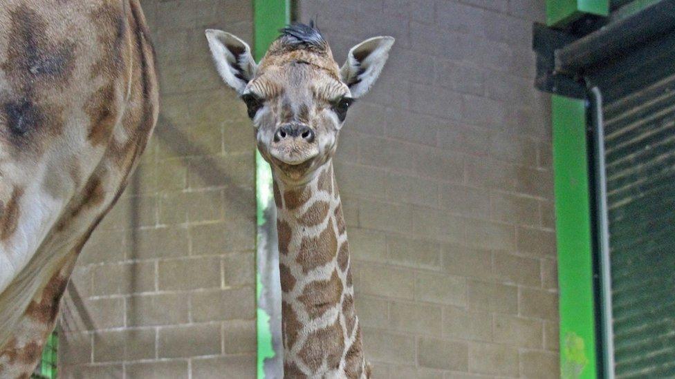 The newborn Rothschild's at Belfast Zoo