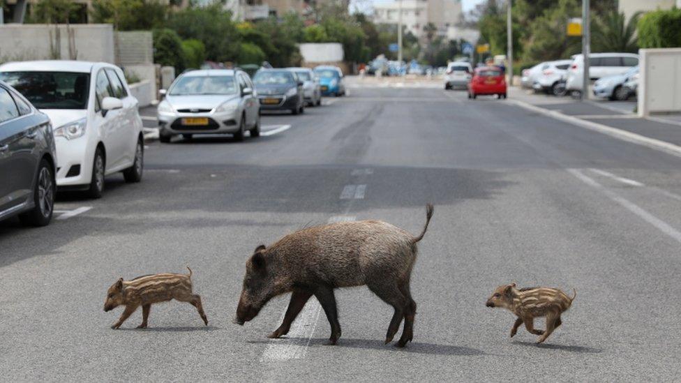 Wild boar in Haifa, Israel