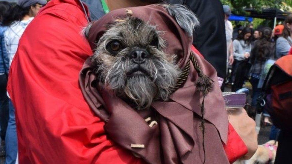 Ewok pug