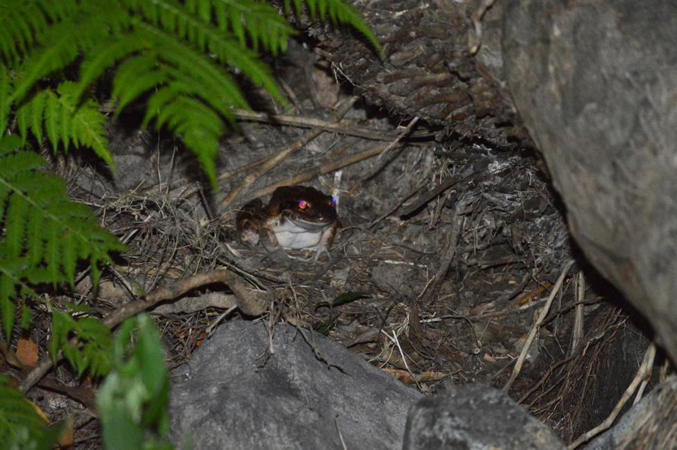 Leptodactylus fallax in the wild