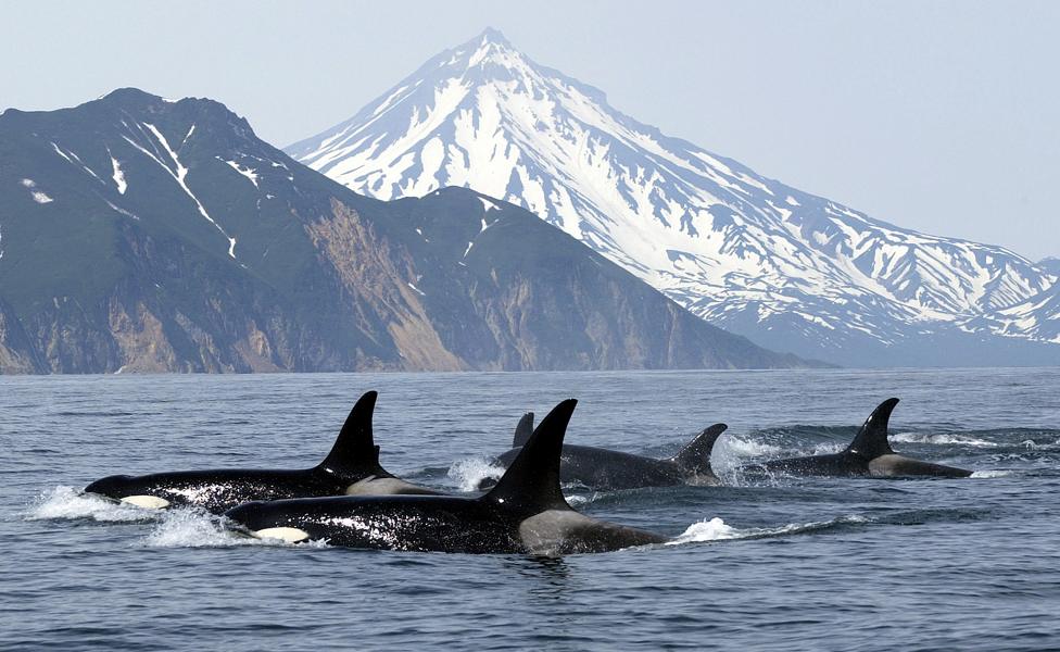 Killer whales