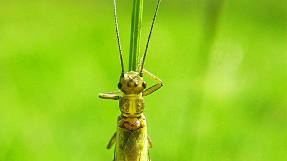 Yellow Stonefly