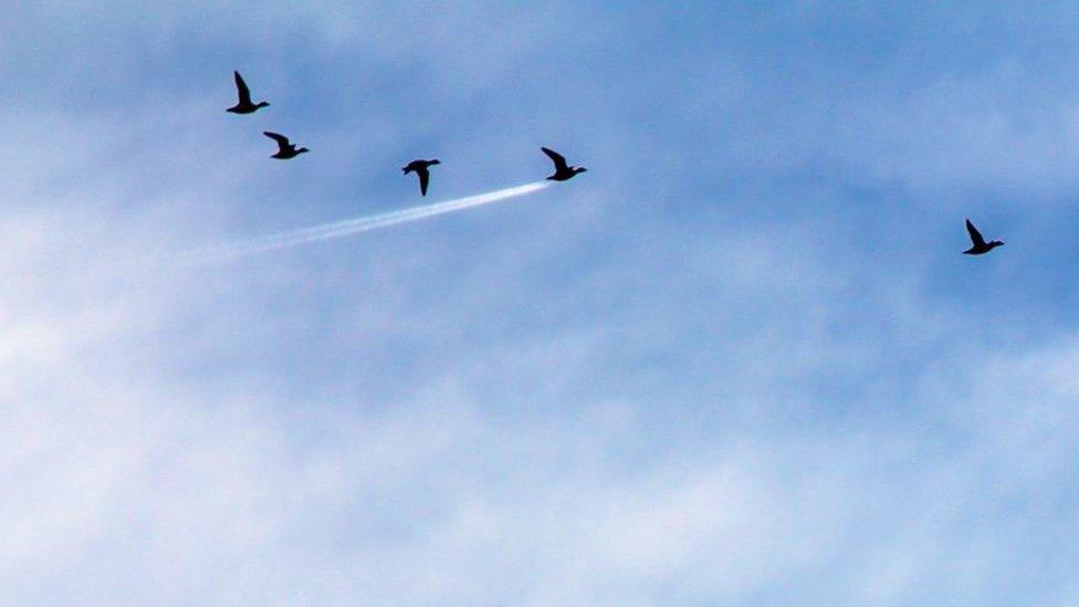 A duck with an air jet stream behind it.