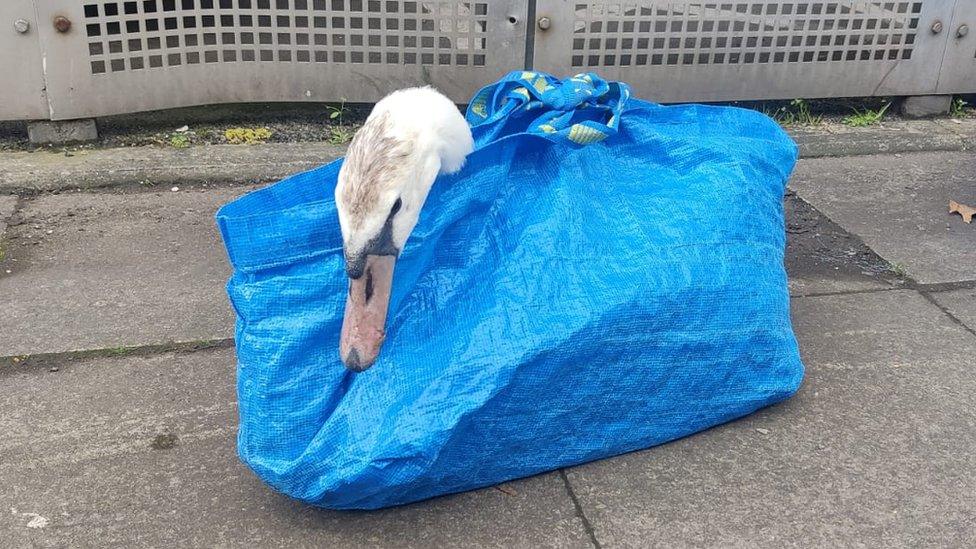 A close-up image of Steve the swan poking out of a blue Ikea bag that he is wrapped in