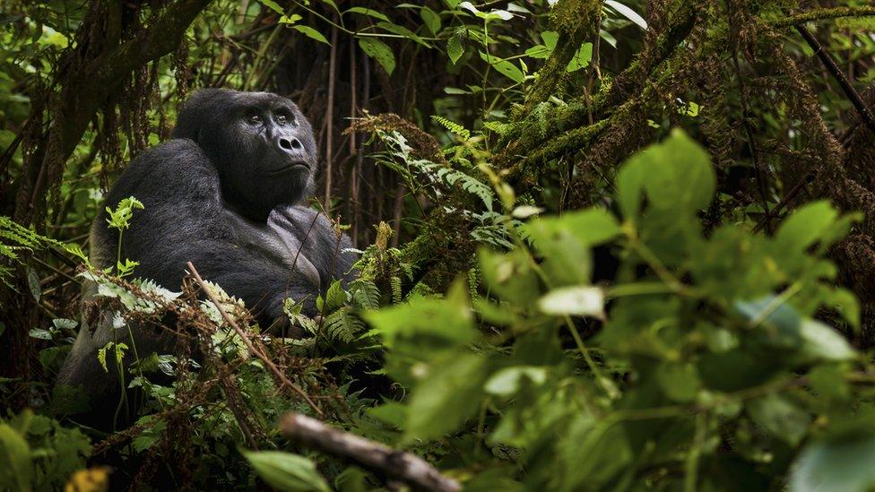 Mountain gorilla, Volcanoes National Park, Rwanda