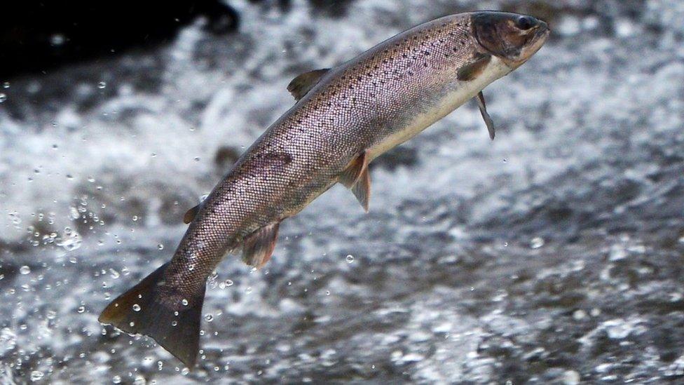 Salmon leaping