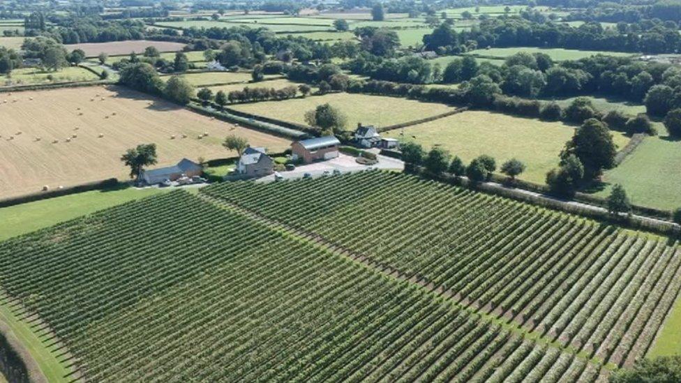 A drone shot of a vineyard in Shropshire