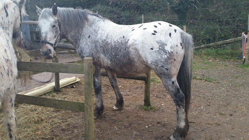 Apache the horse