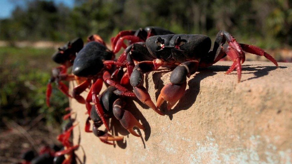 Crabs walking over a wall