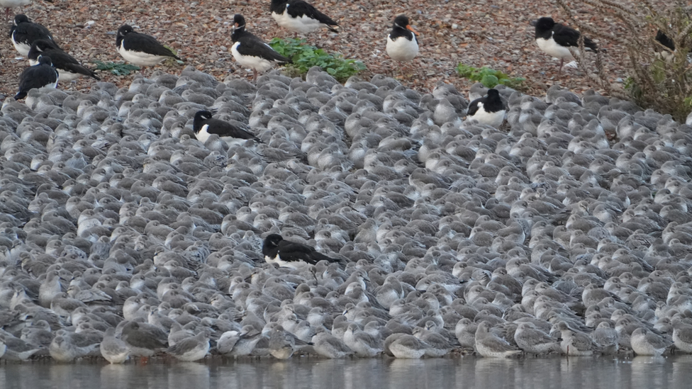 Birds at the RSPB in Snettisham, Norfolk