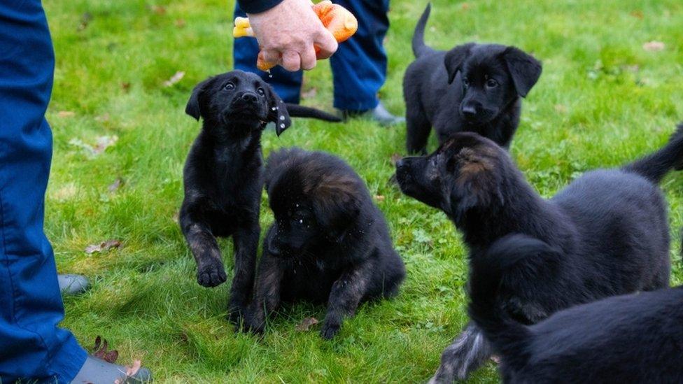 Playing with the puppies