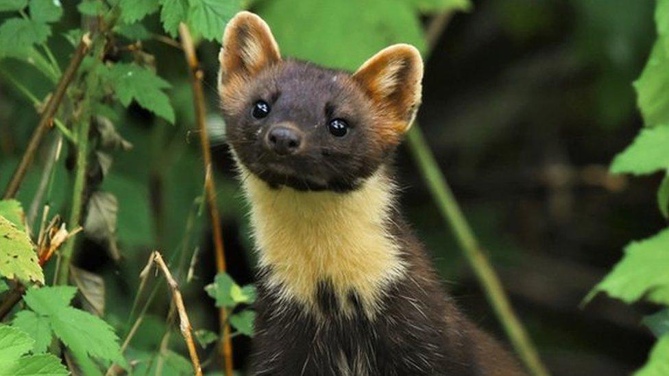 A pine marten in the forest