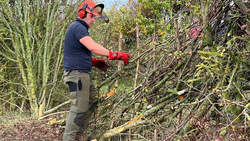 National Hedgelaying Society