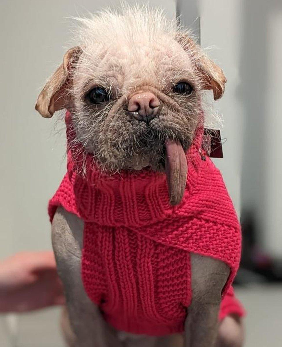 Peggy in a pink woollen jumper