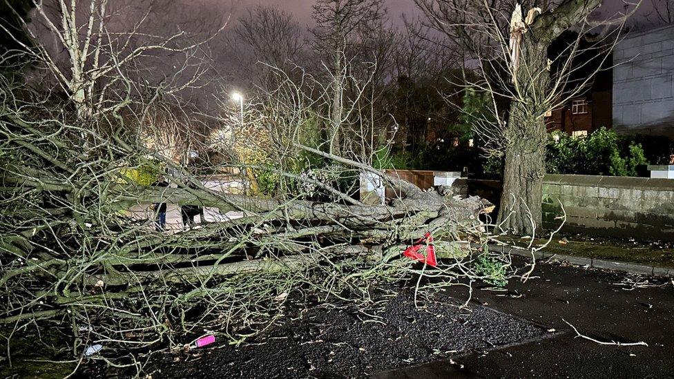 Tree blown over storm Isha.