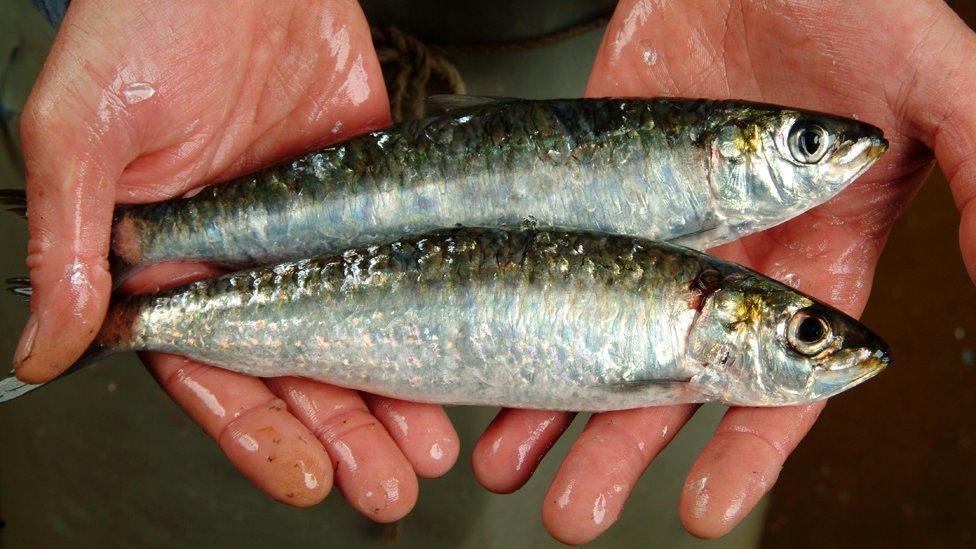 Cornish pilchards