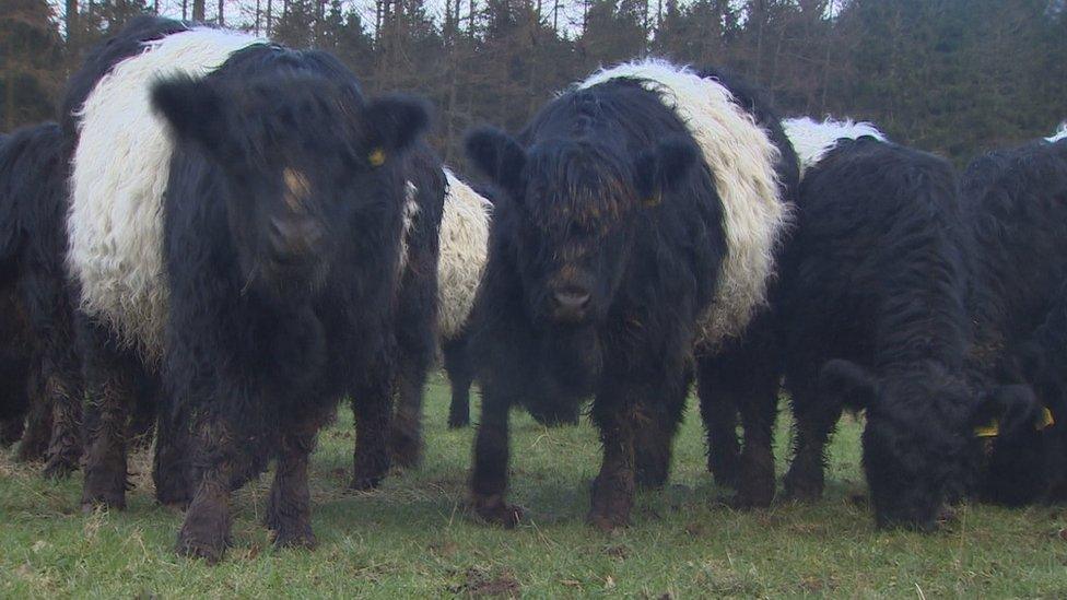 Black and white cows