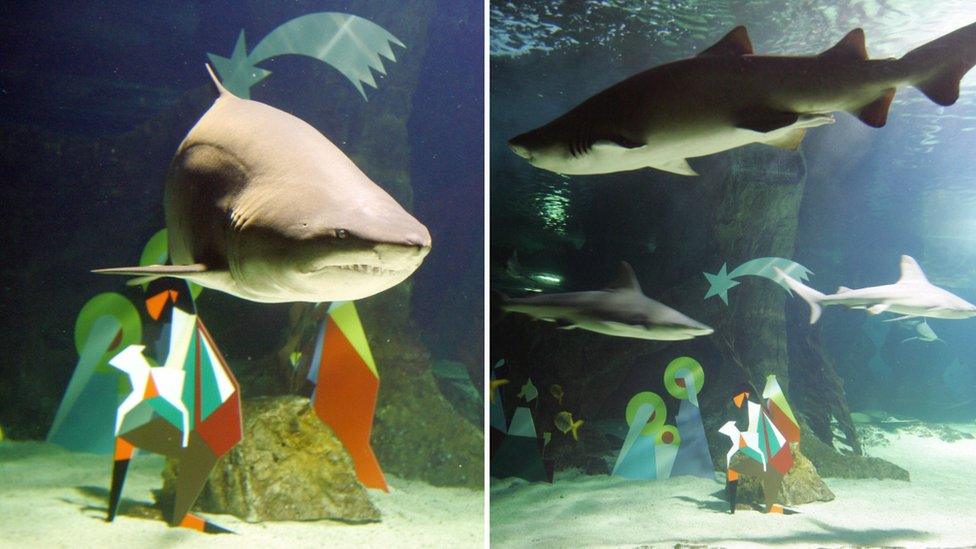 A shark swims next to Christmas nativity figures in the aquarium at the zoo in Madrid.