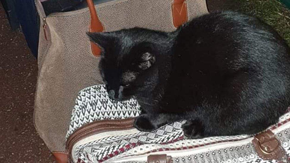 Black cat sat on luggage