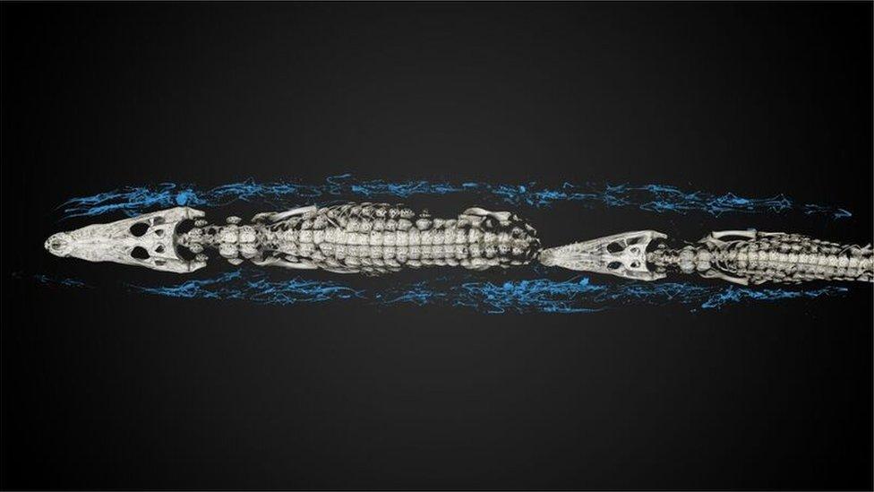 A top-down scan showing two larger crocodiles with baby crocodiles in blue around the edge