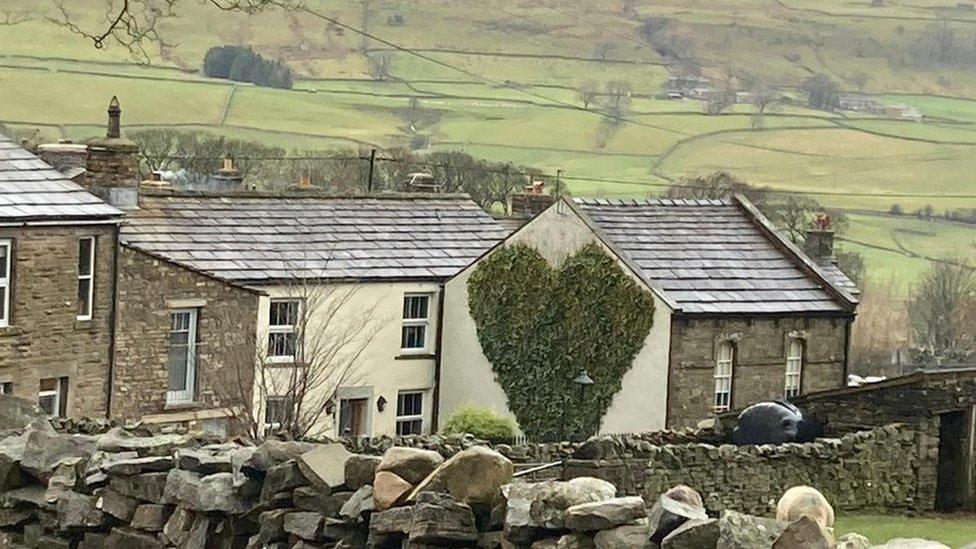 Heart-shaped climbing plant on a cottage wall in Hawes, North Yorkshire