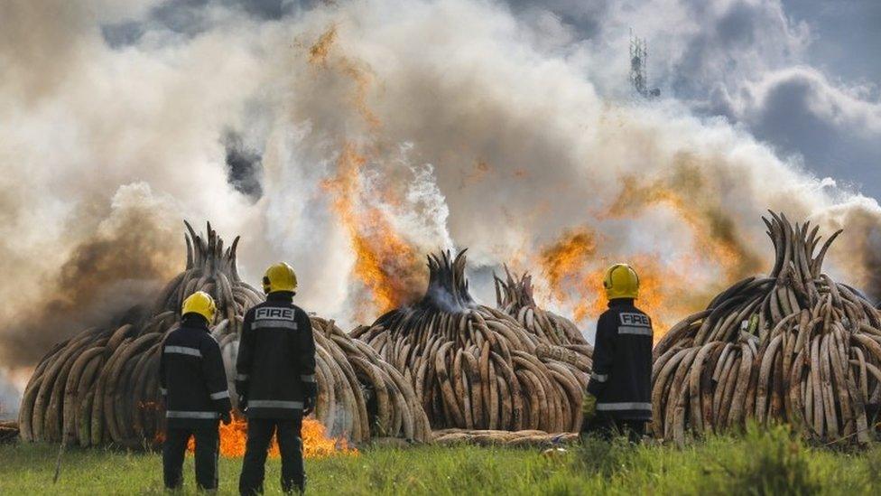 Tusks on fire