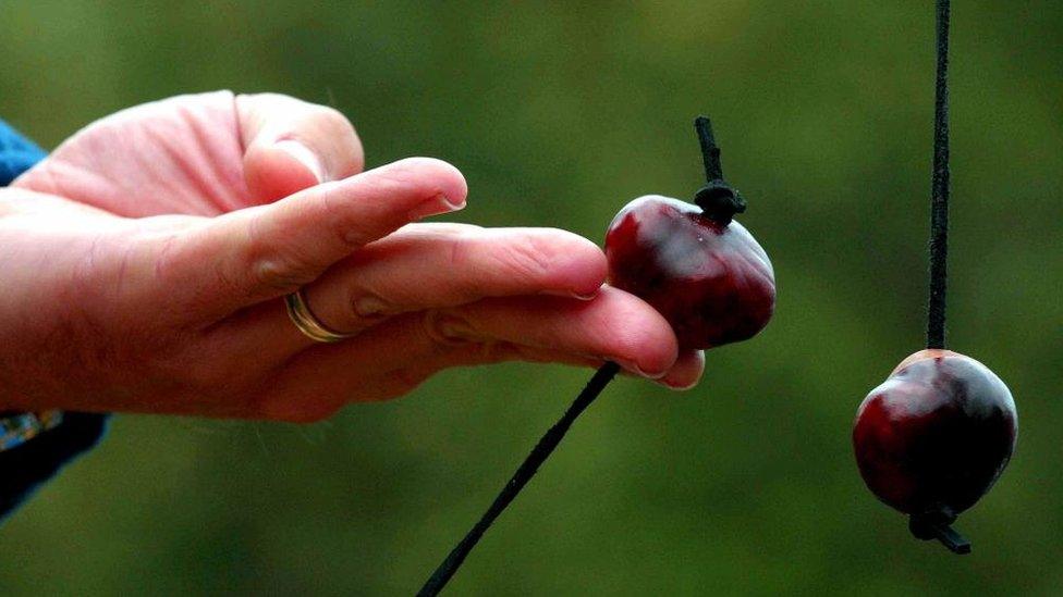 A conker player preparing to strike an opponent's conker