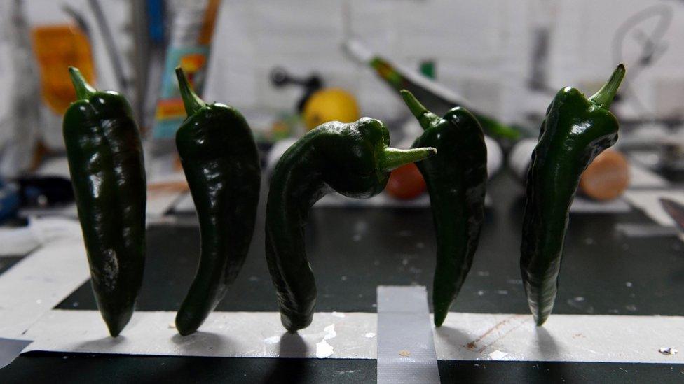 Five green chilli peppers lined up in a row