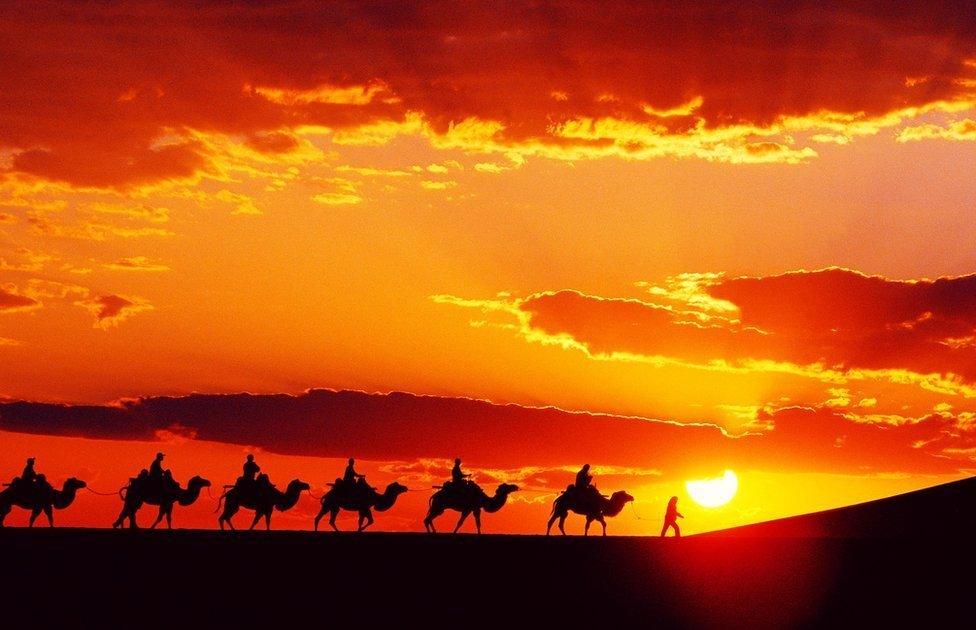 Camels at sunset