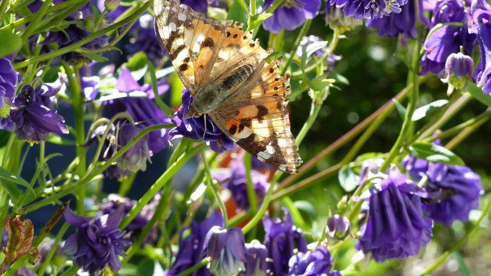 Painted lady butterfly