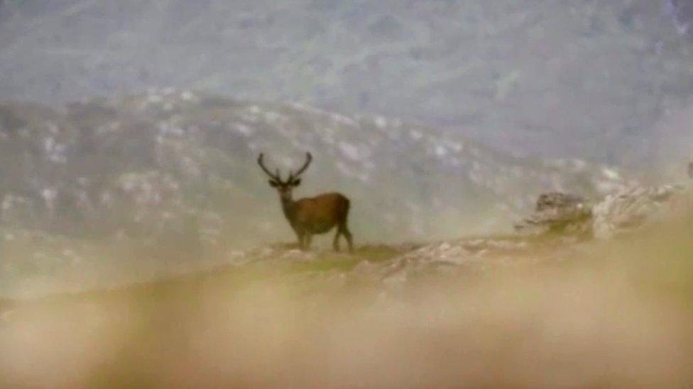 Deer on the Achnacarry Estate