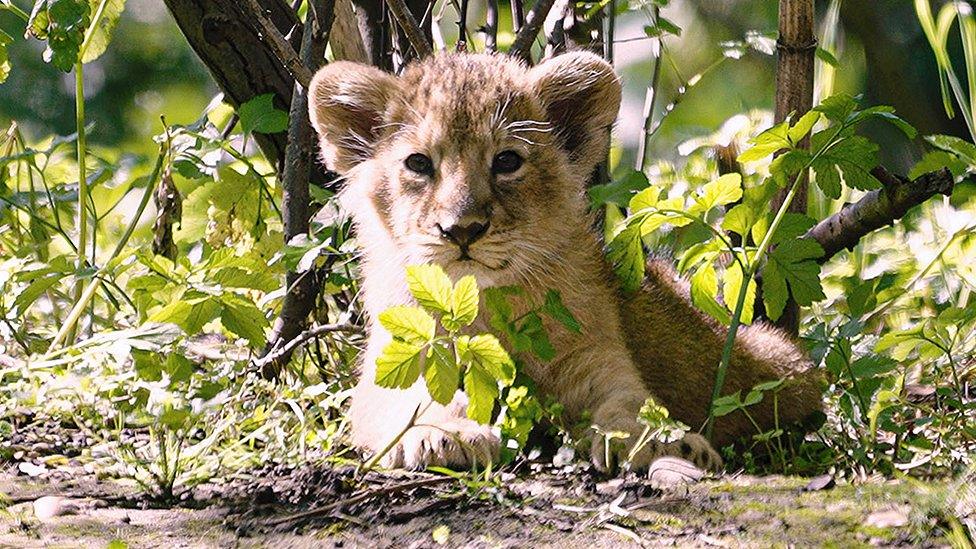 lion cub