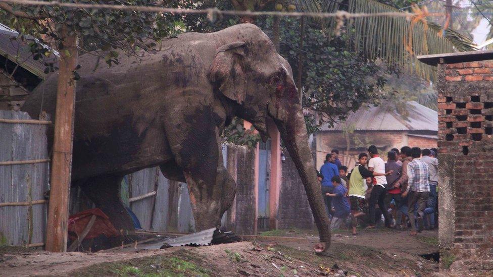 People run as they follow a wild elephant that strayed into the town of Siliguri in West Bengal state, India